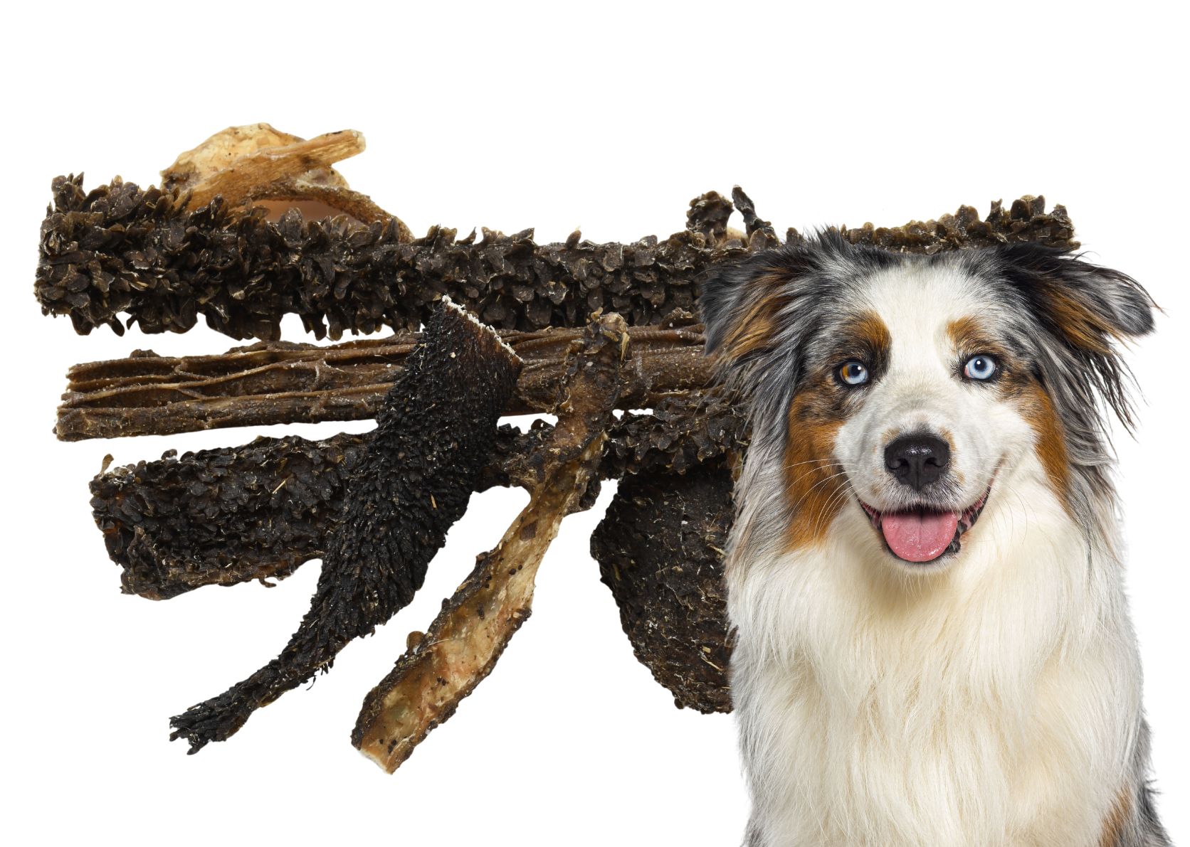 Pansen für Hunde